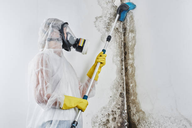 Best Residential Mold Remediation in Fairbury, NE