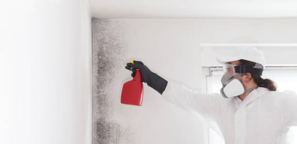 Best Residential Mold Remediation in Fairbury, NE