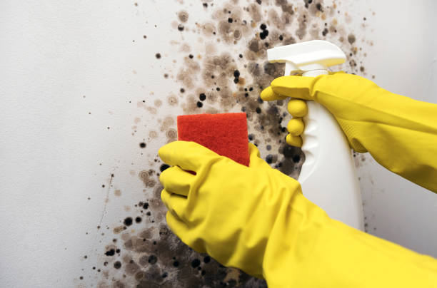 Fairbury, NE Mold Remediation Company