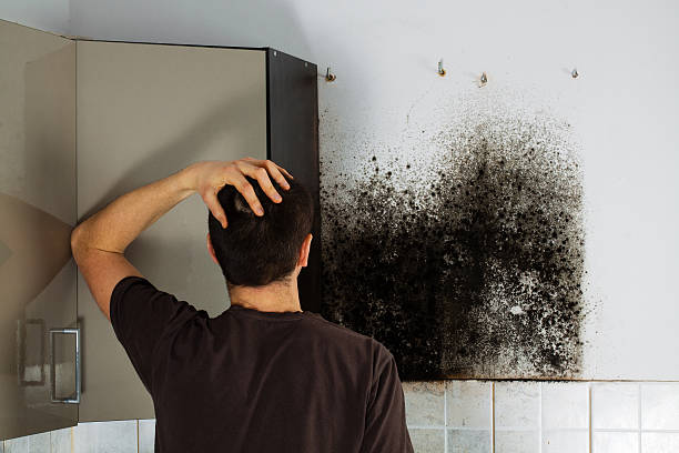 Best Post-Flood Mold Remediation in Fairbury, NE