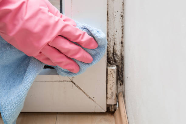 Best Mold Remediation for Specific Building Types in Fairbury, NE