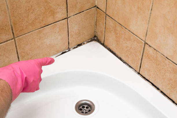 Best Attic Mold Remediation in Fairbury, NE